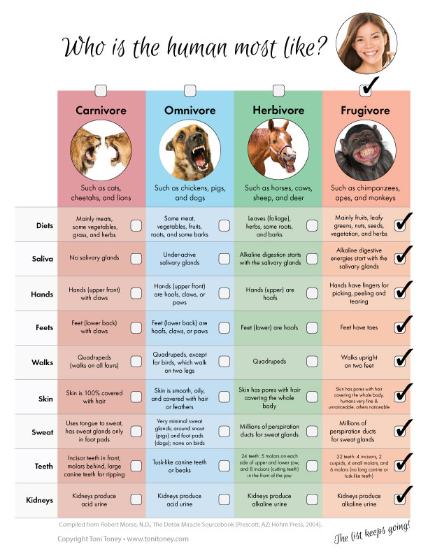 Omnivores Animals Chart